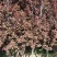 【紫叶李】品种优良，定向定植自家种植量大从优欢迎咨询