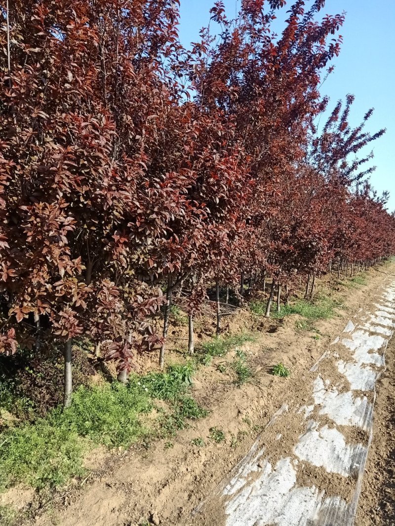 【紫叶李】品种优良，定向定植自家种植量大从优欢迎咨询
