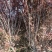 【紫叶李】品种优良，定向定植自家种植量大从优欢迎咨询