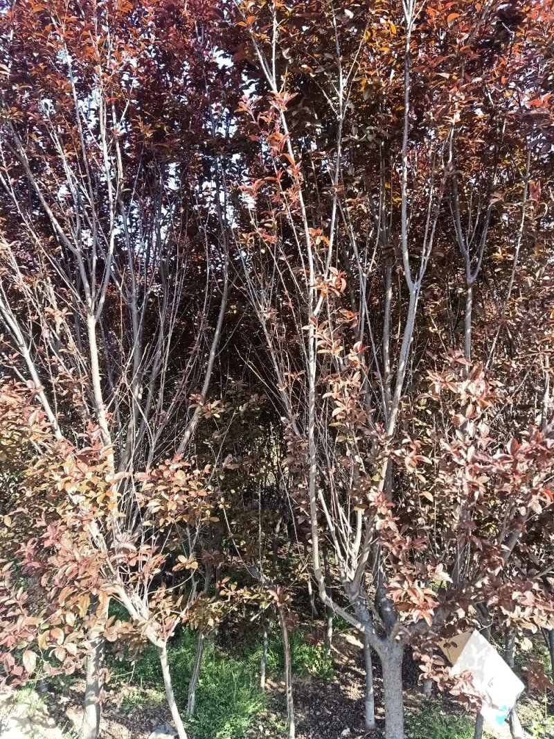 【紫叶李】品种优良，定向定植自家种植量大从优欢迎咨询