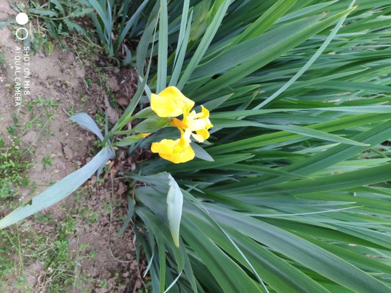 鸢尾黄花农户直销