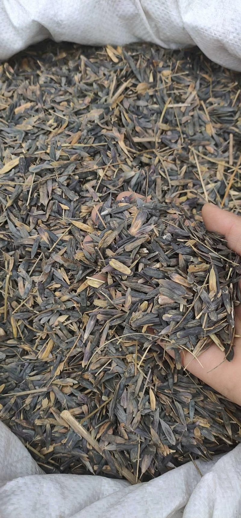 种子