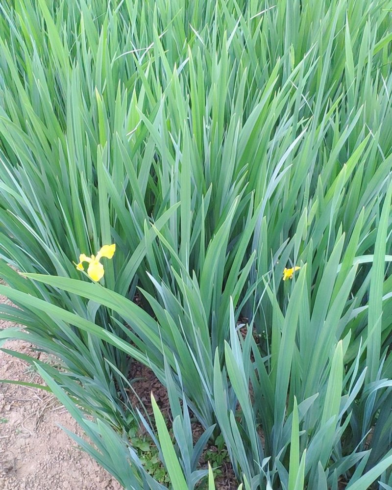 鸢尾黄花农户直销
