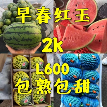 《红玉西瓜》《2k》《包熟包甜红瓤》产地直销一手货源