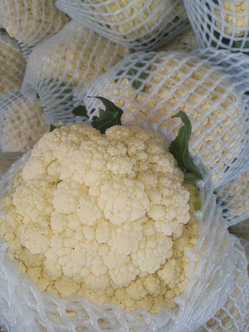 河北邯郸松花菜散花乳白菜花有机花菜全国发货
