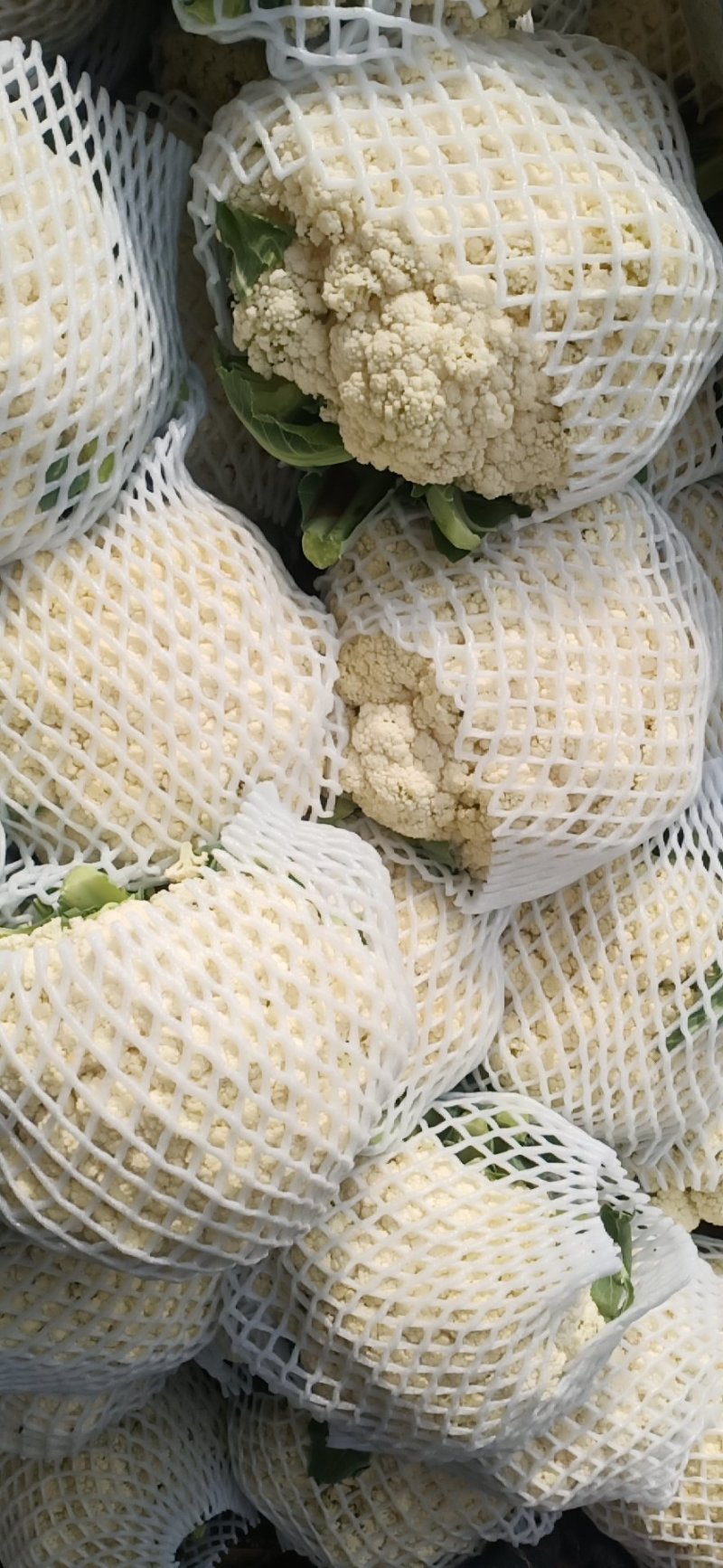 河北邯郸松花菜散花乳白菜花有机花菜全国发货
