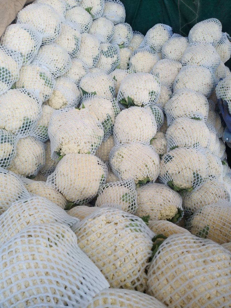 河北邯郸松花菜散花乳白菜花有机花菜全国发货