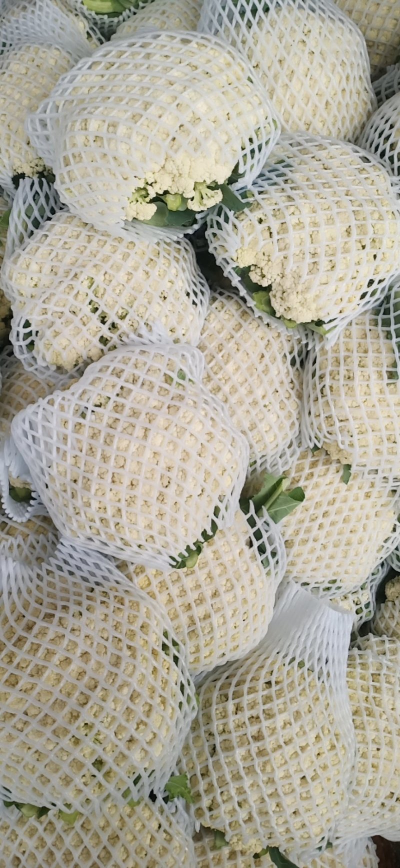河北邯郸松花菜散花乳白菜花有机花菜全国发货