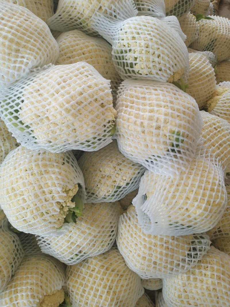 河北邯郸松花菜散花乳白菜花有机花菜全国发货