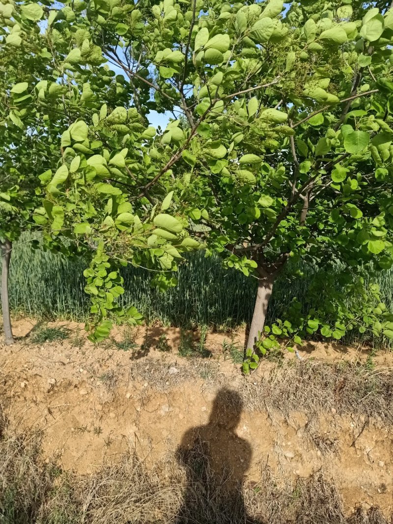 【黄庐，红庐小苗】定植二至十二公分，工程一级苗自家种植