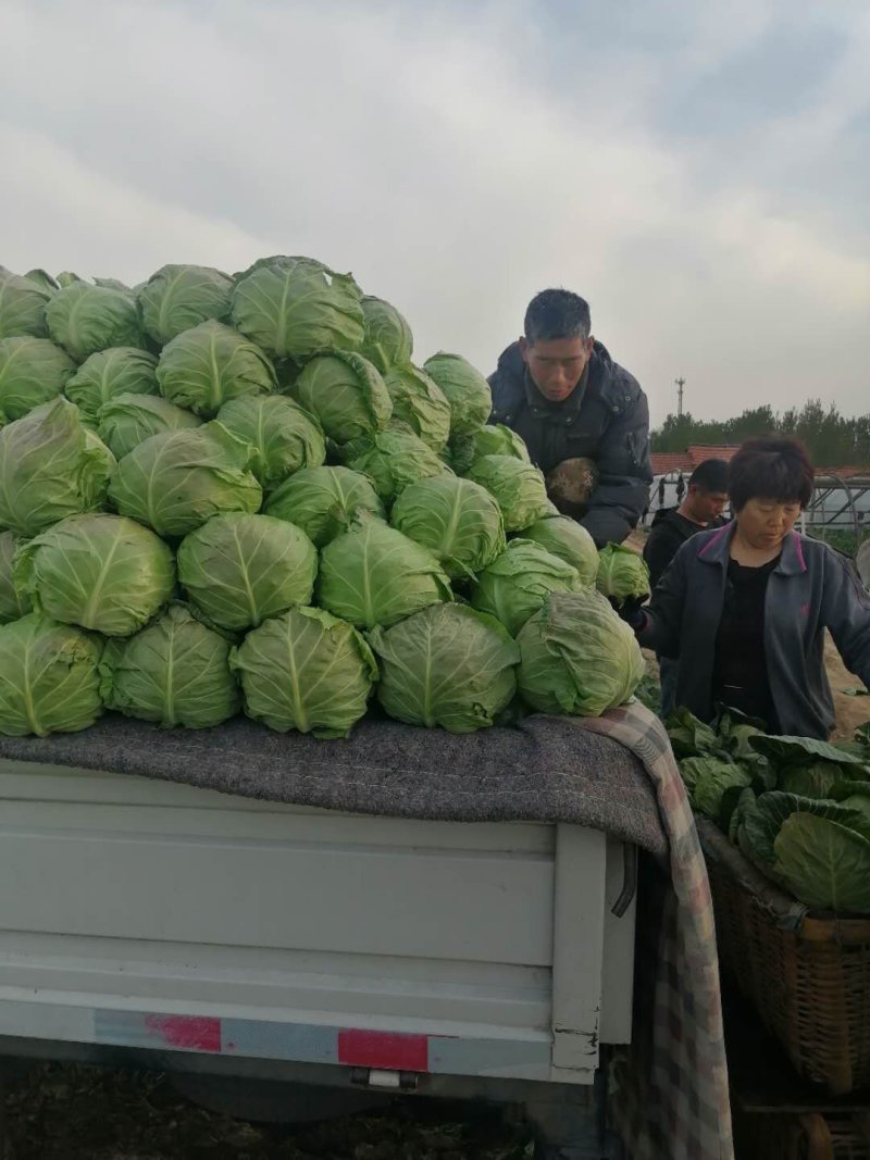 绿甘蓝产地直供一手货源（圆顶黄心软菜大量上市中）