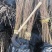 基地自产直销，白桦苗，桦树苗，东北地区耐寒品种长势易成活