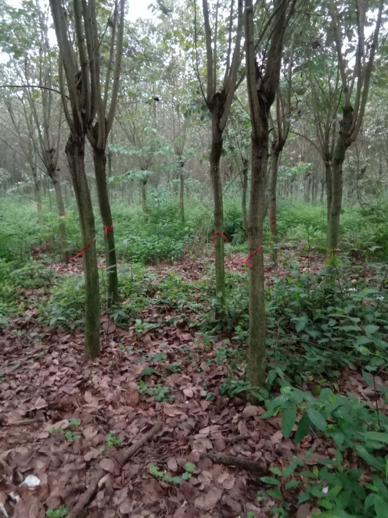 宫粉紫荊，黄花风玲，红叶石楠