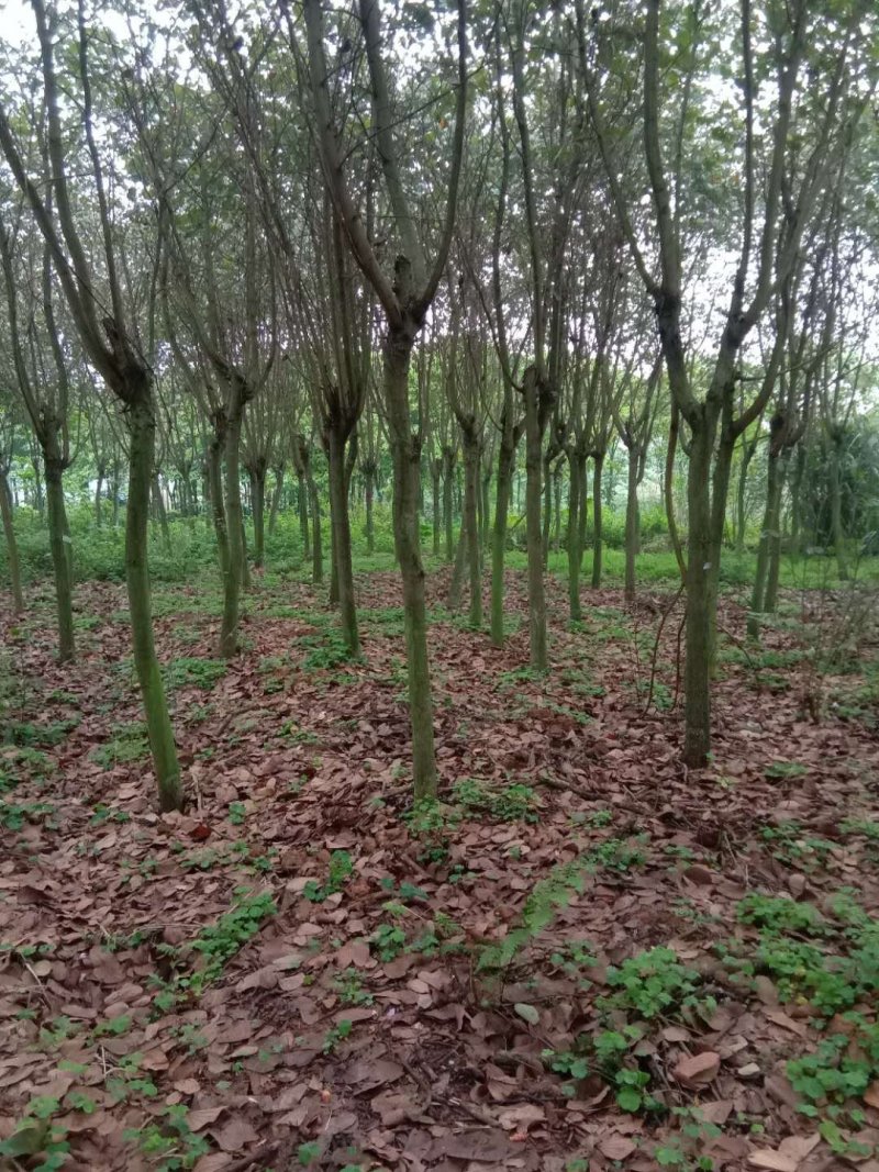 宫粉紫荊，黄花风玲，红叶石楠