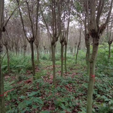 宫粉紫荊，黄花风玲，红叶石楠