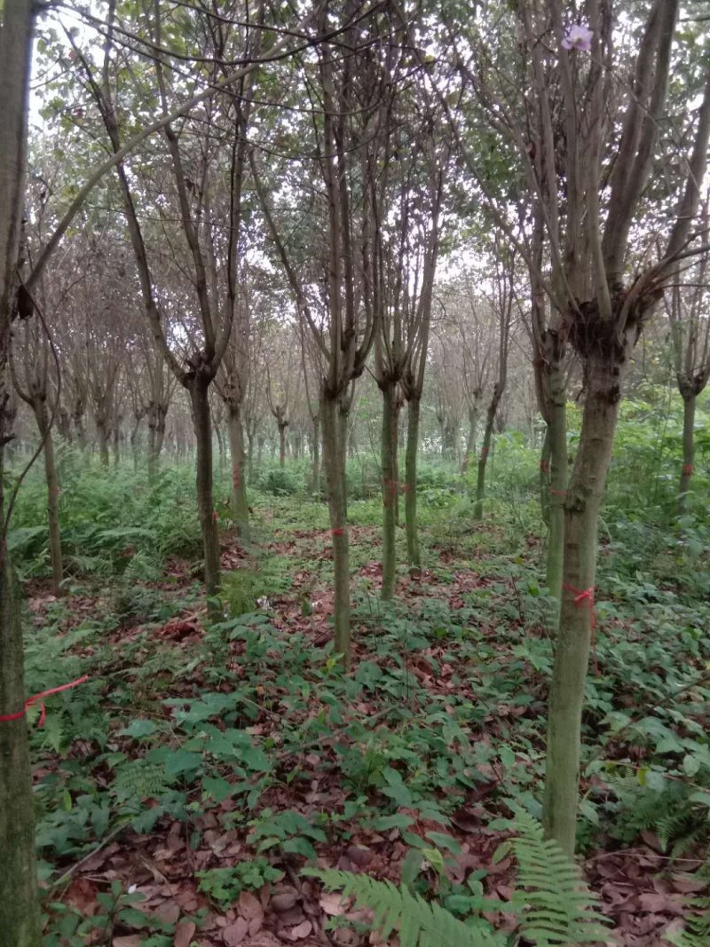 宫粉紫荊，黄花风玲，红叶石楠
