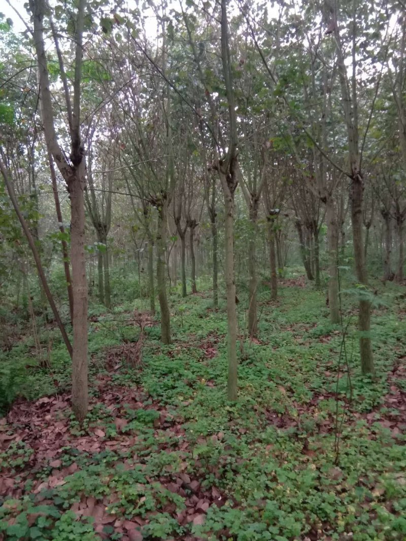 宫粉紫荊，黄花风玲，红叶石楠