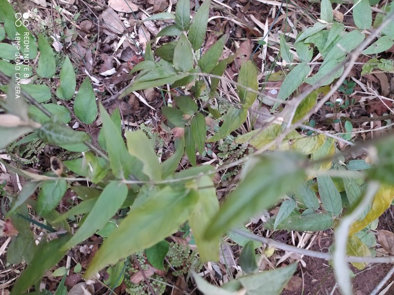 贵州大山野生药材来江藤蜜桶花野生全草现采