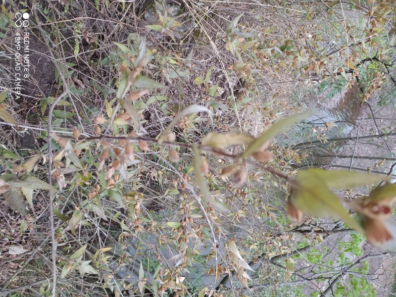 贵州大山野生药材来江藤蜜桶花野生全草现采