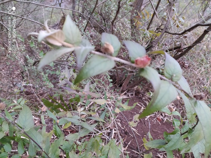 贵州大山野生药材来江藤蜜桶花野生全草现采