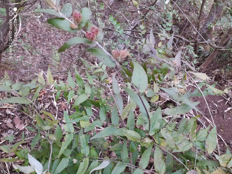 贵州大山野生药材来江藤蜜桶花野生全草现采