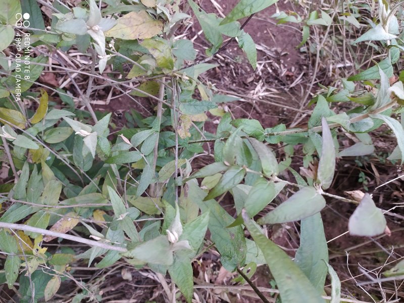 贵州大山野生药材来江藤蜜桶花野生全草现采