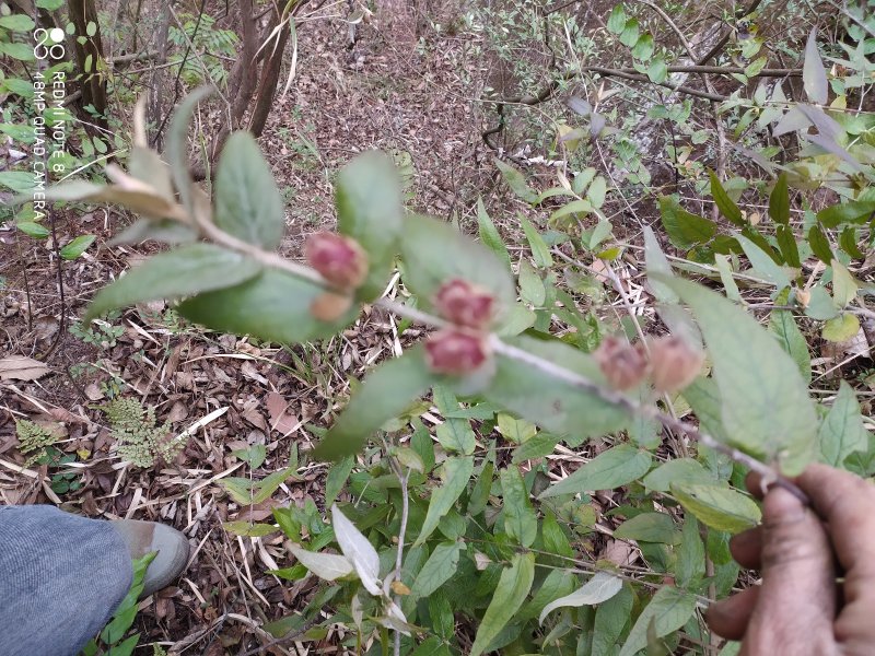 贵州大山野生药材来江藤蜜桶花野生全草现采