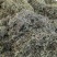 化石草肾精茶长期品控产地大货批发。量大从优货源量稳定