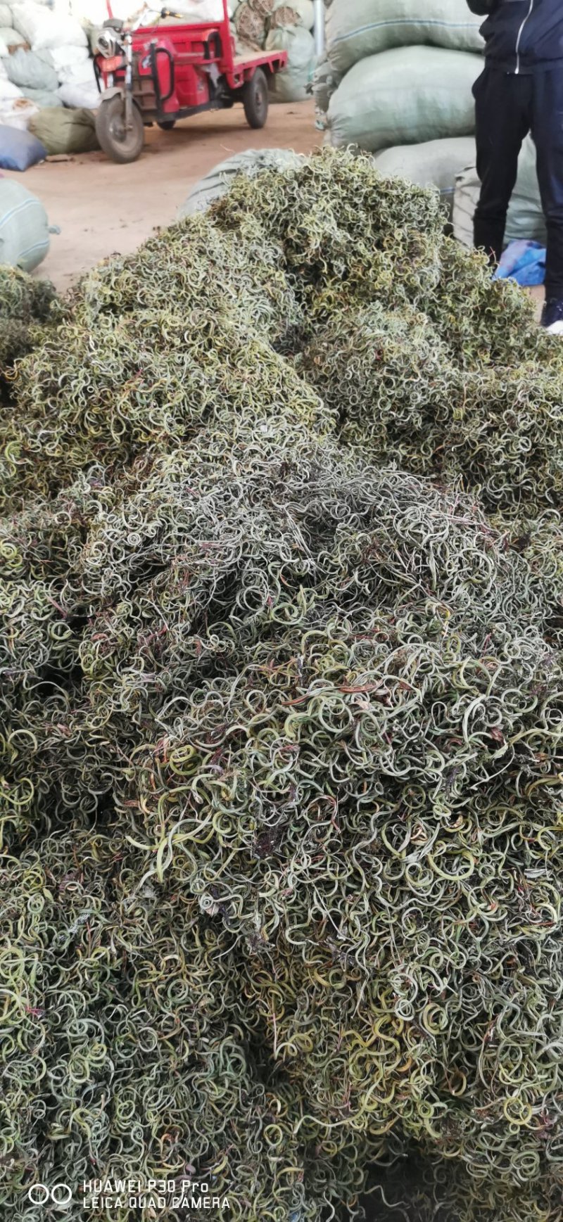 化石草肾精茶长期品控产地大货批发。量大从优货源量稳定