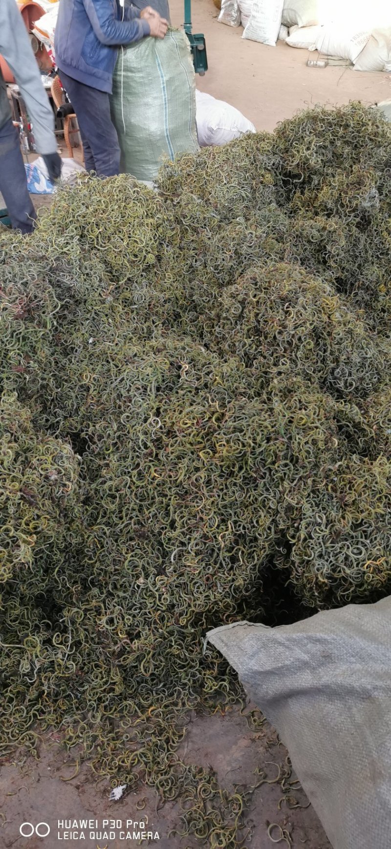 化石草肾精茶长期品控产地大货批发。量大从优货源量稳定