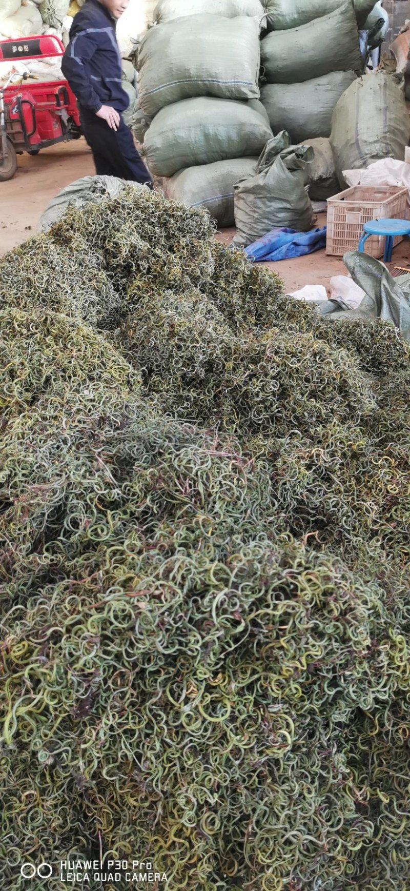 化石草肾精茶长期品控产地大货批发。量大从优货源量稳定