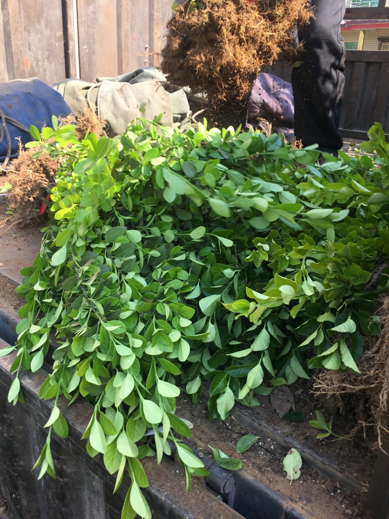 大量批发卫矛小苗卫矛床苗卫矛扦插苗保鲜发货