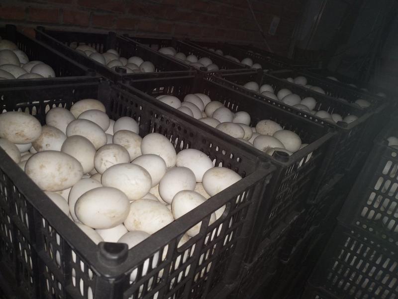 鹅蛋照蛋圆黄散黄毛蛋鲜鹅蛋种鹅蛋白蛋