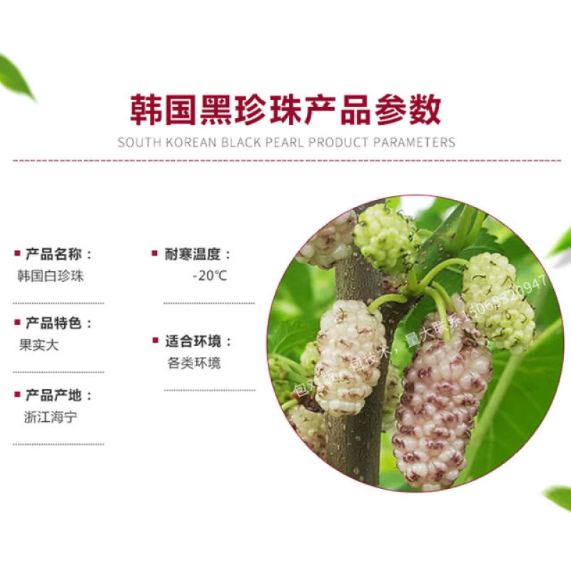 桑树苗韩国大白珍珠果桑苗，包对版包品质产量高，量大从优
