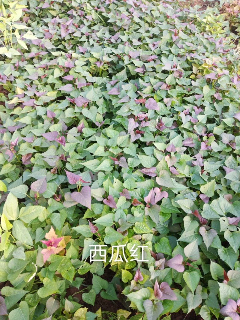 西瓜红红薯苗