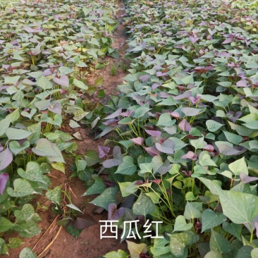 西瓜红红薯苗