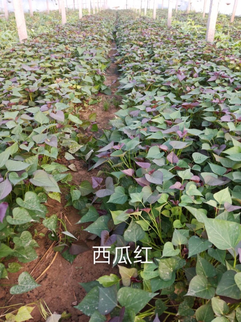 西瓜红红薯苗
