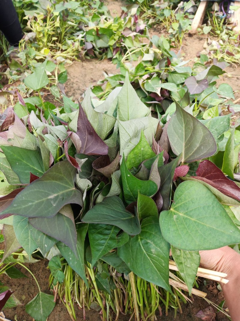 西瓜红红薯苗