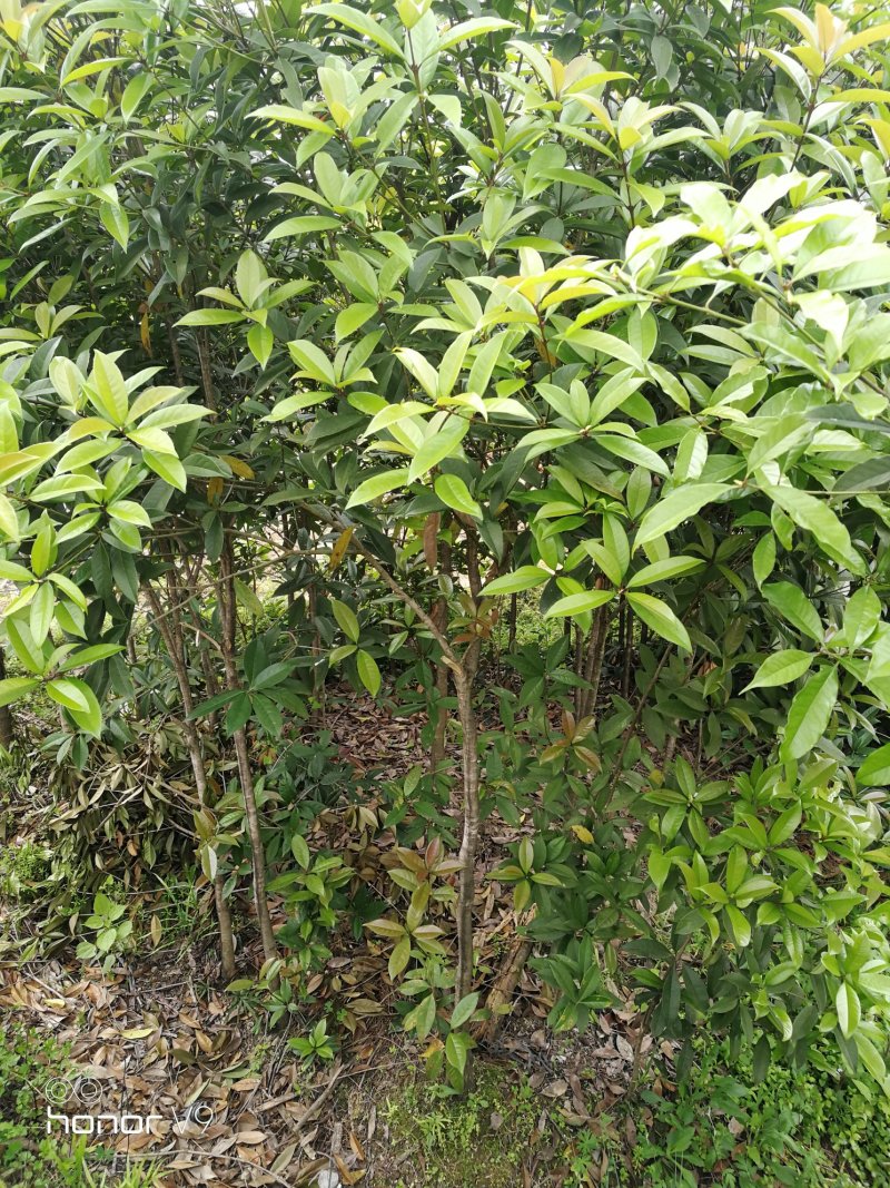 1.5-2公分移栽桂花品质优良免费包邮