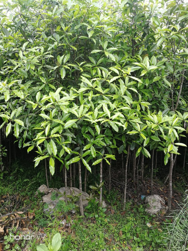 1.5-2公分移栽桂花品质优良免费包邮