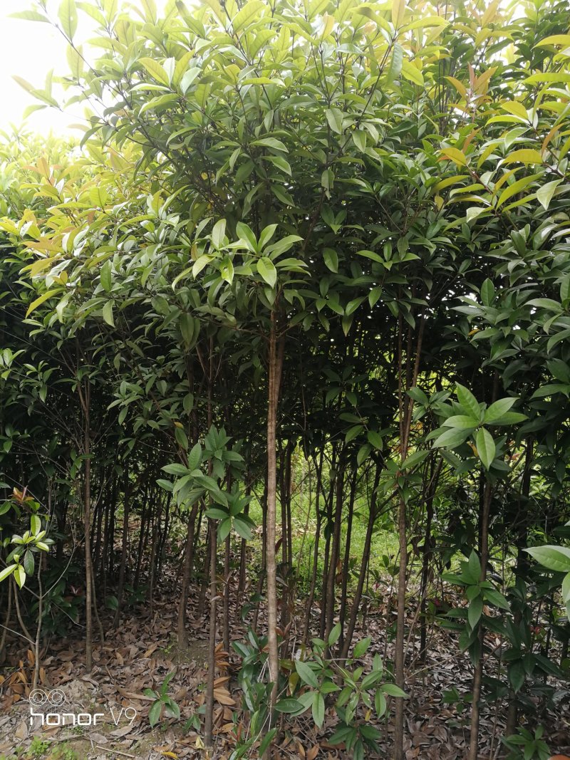 1.5-2公分移栽桂花品质优良免费包邮