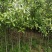 1.5-2公分移栽桂花品质优良免费包邮