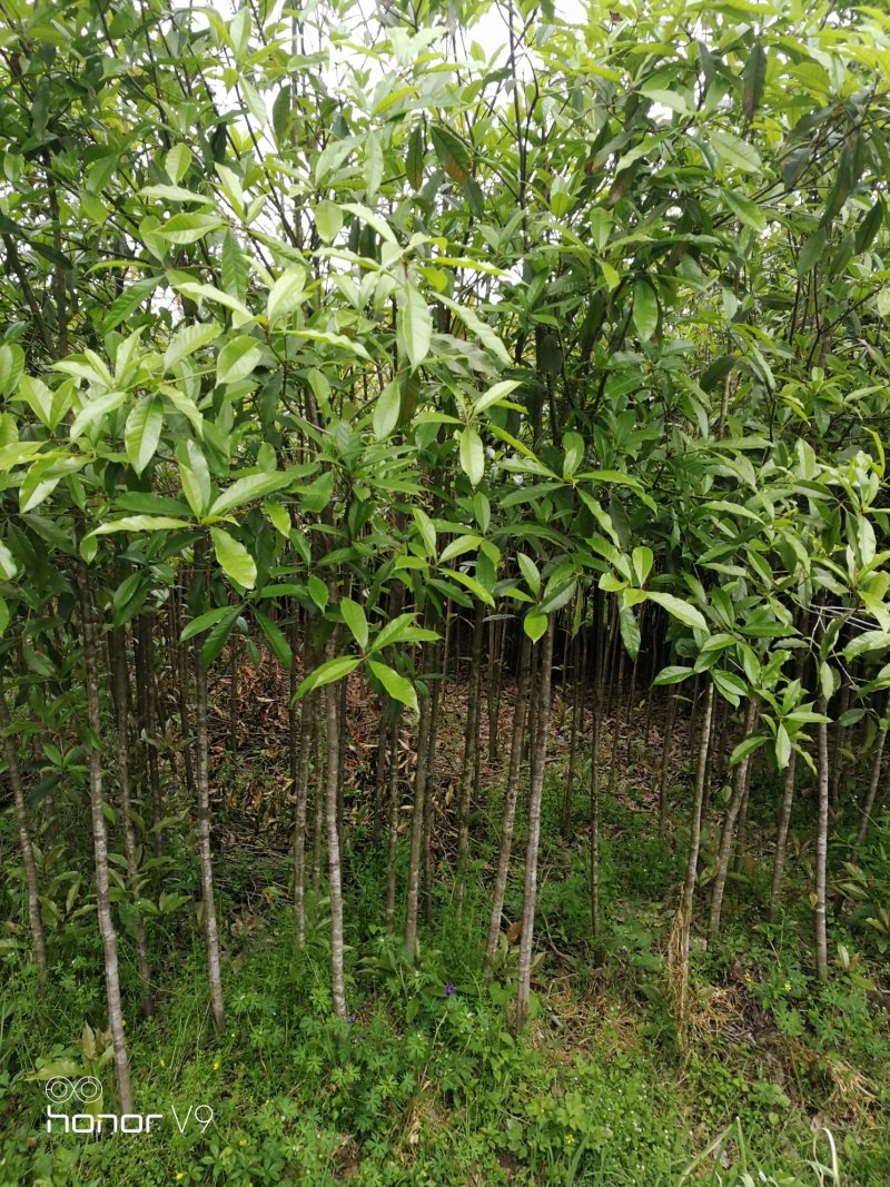 1.5-2公分移栽桂花品质优良免费包邮
