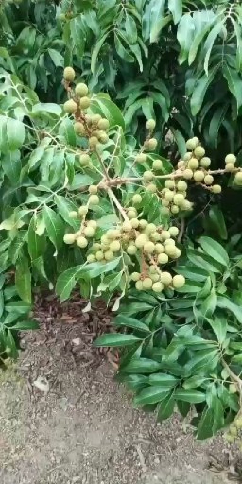 荔枝,龙眼