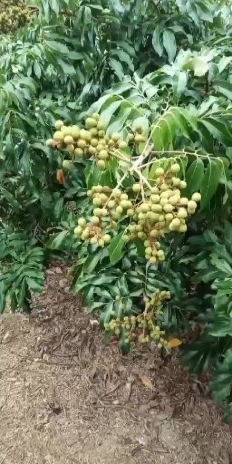 荔枝,龙眼