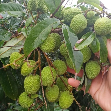 荔枝,龙眼