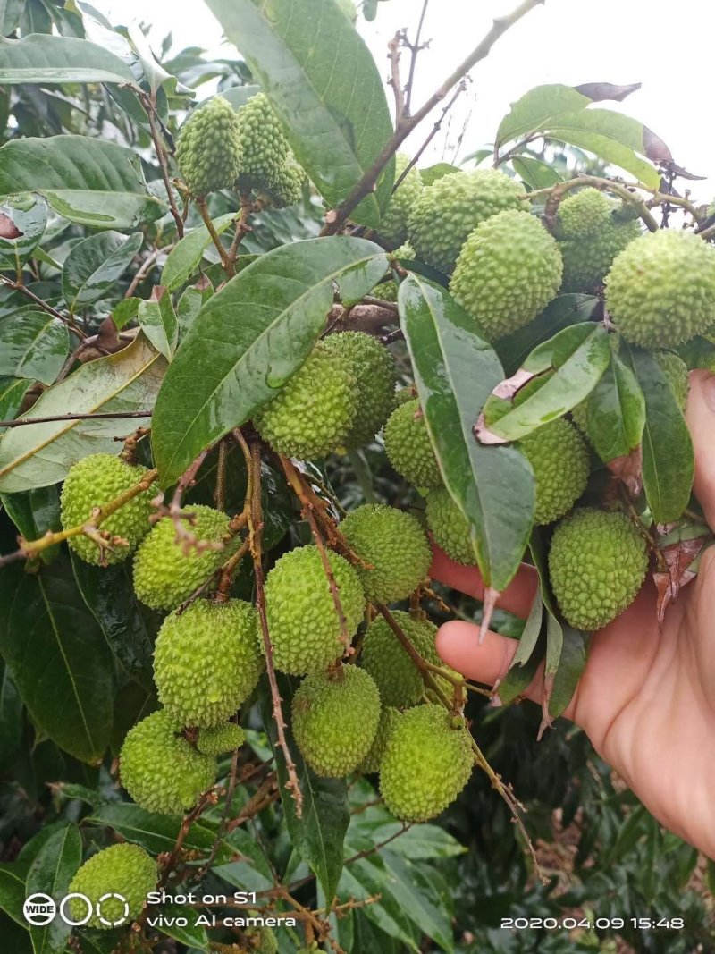 荔枝,龙眼
