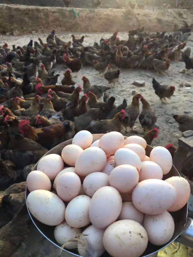 活禽清远麻项三黄鸡扇鸡货源充足长期招收代理合作商