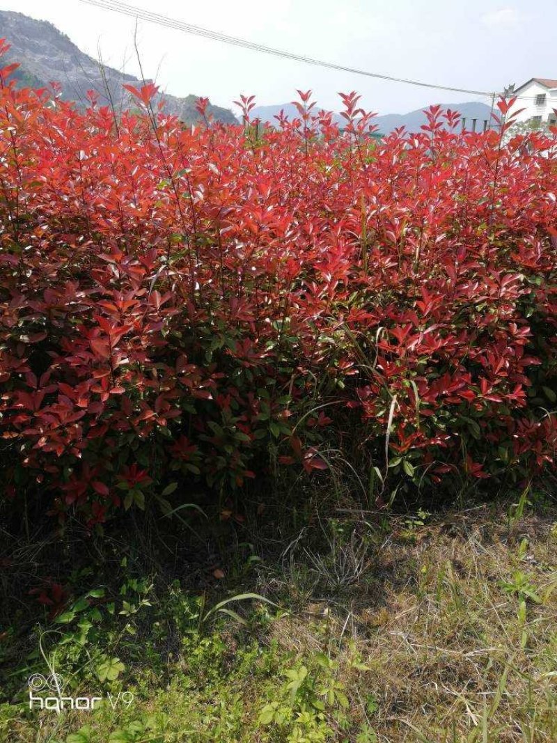80-100红叶石楠篱笆苗苗子粗壮品质优良
