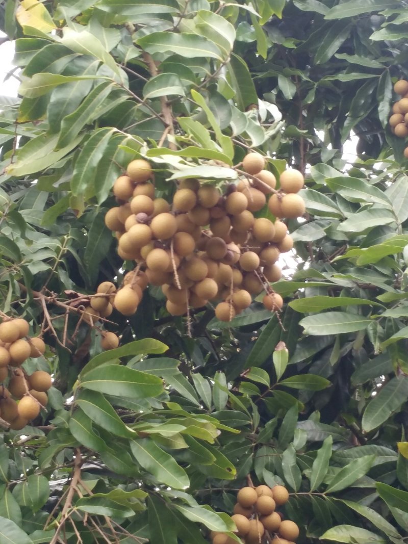 广东电白储良龙眼（桂圆），产地新鲜直供。